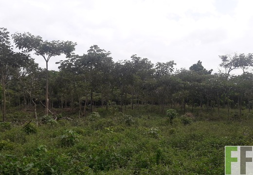 Mamoní Projekt 2019