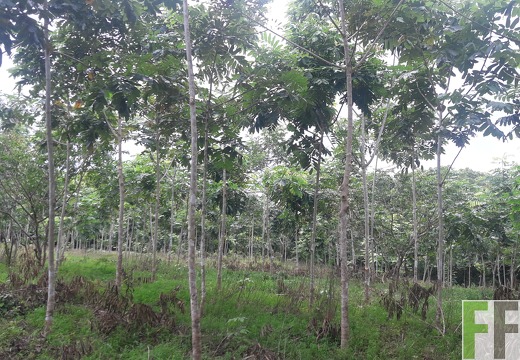 Mamoní Projekt 2019