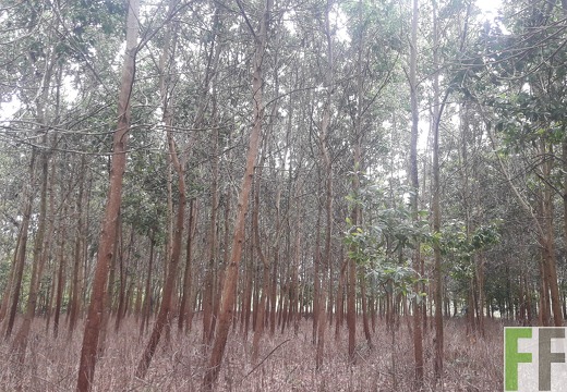 Mamoní Projekt 2019