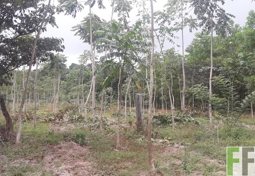 Mamoní Projekt 2019