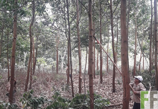 Mamoní Projekt 2019