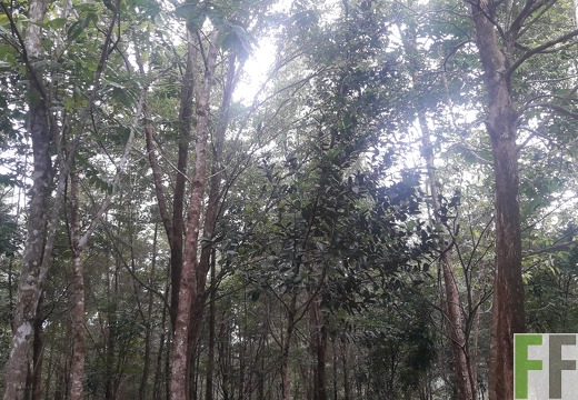 Mamoní Projekt 2019