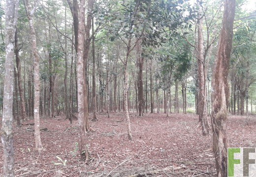 Mamoní Projekt 2019