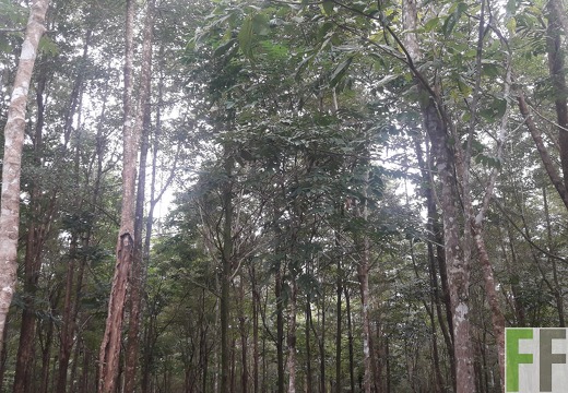 Mamoní Projekt 2019