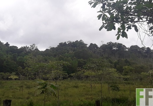 Mamoní Projekt 2019