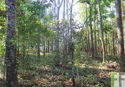 Finca El Espejo 2019