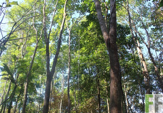 Finca El Espejo 2019