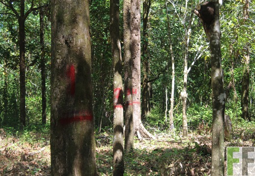 Finca El Espejo 2019