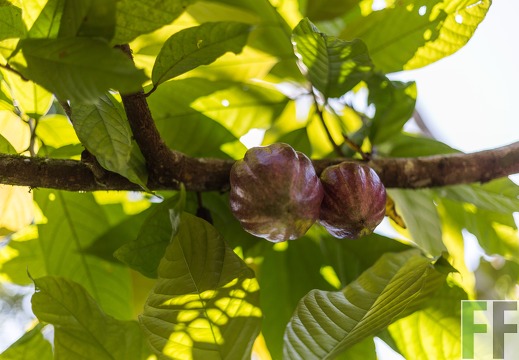 Finca Quebrada Limón in Bocas del Toro, Panama.