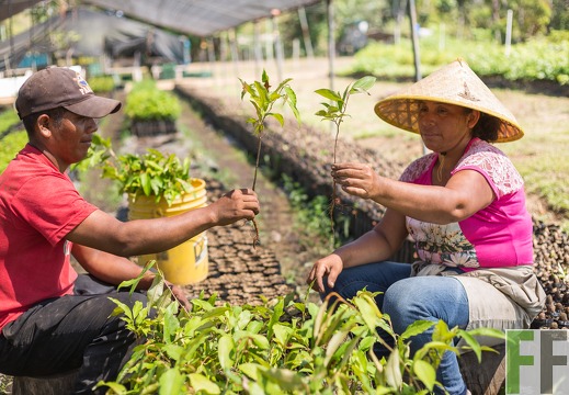 Baumschule Santa Cruz, Panama