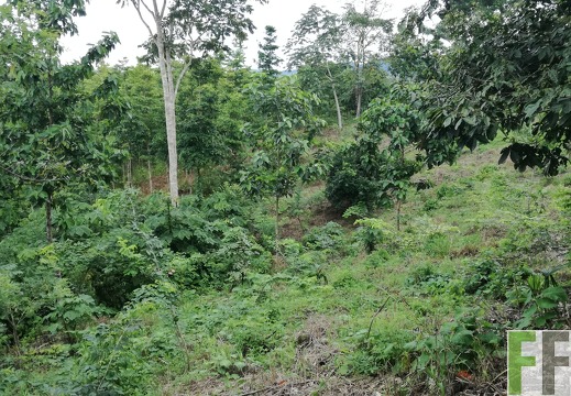 Finca Sansoncito 2018