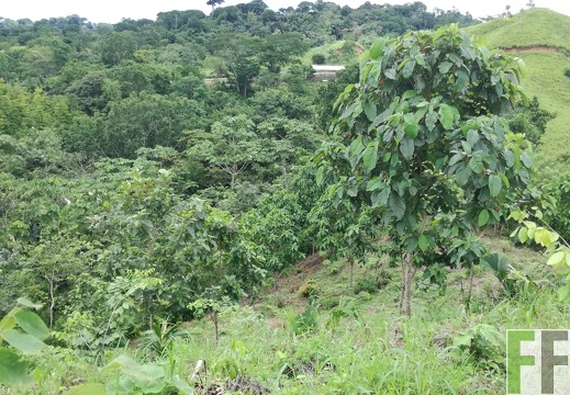 Finca Sansoncito 2018