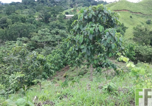 Finca Sansoncito 2018