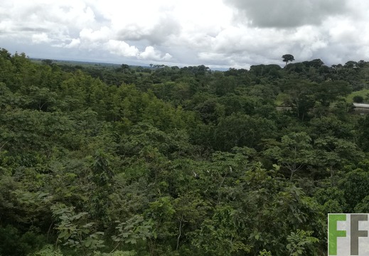 Finca Sansoncito 2018