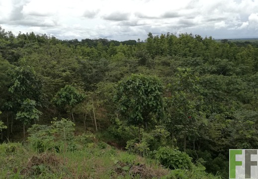 Finca Sansoncito 2018