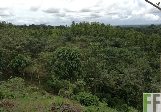 Finca Sansoncito 2018