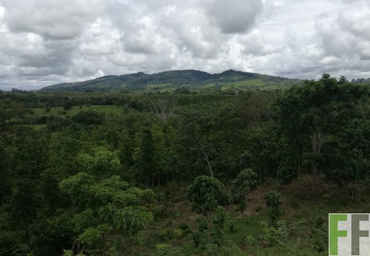 Finca Sansoncito 2018