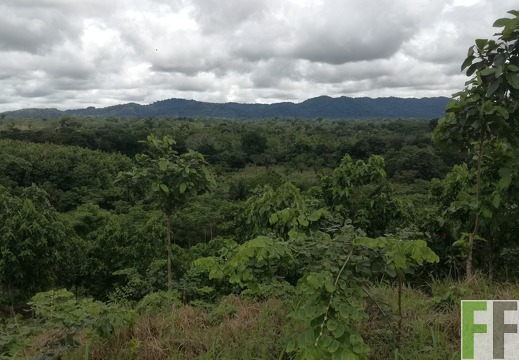 Finca Sansoncito 2018