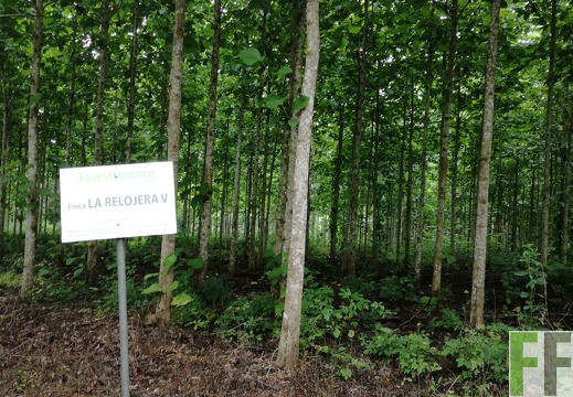 Finca La Relojera V 2018