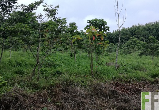 Finca La Relojera V 2018