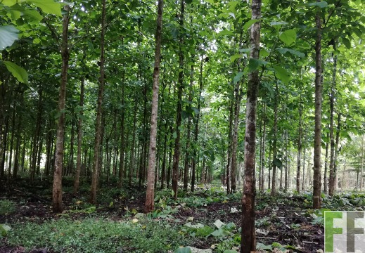 Finca La Relojera V 2018