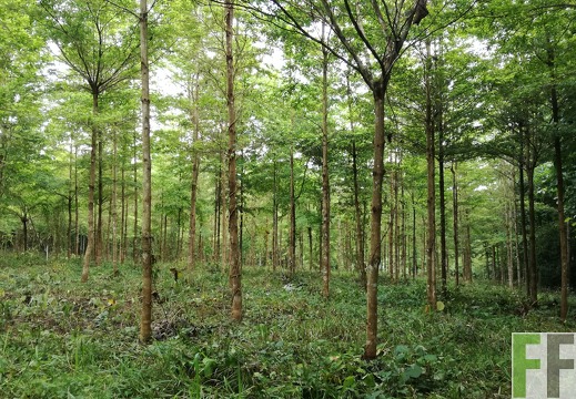 Finca La Relojera V 2018