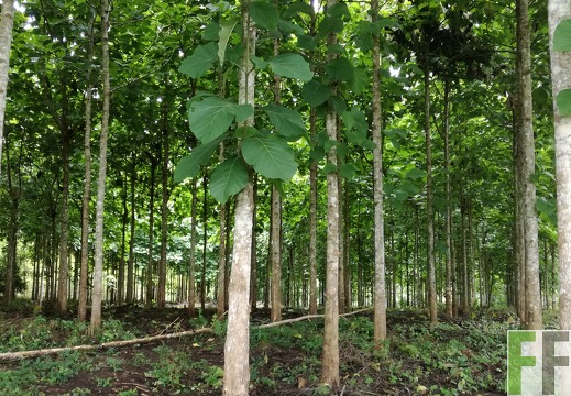 Finca La Relojera V 2018