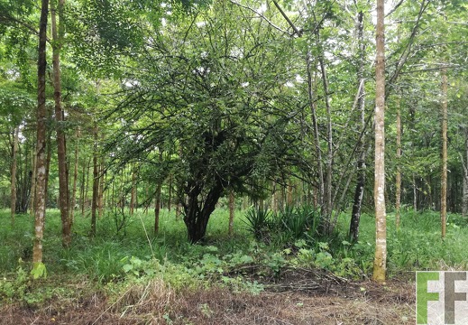 Finca La Relojera IV 2018