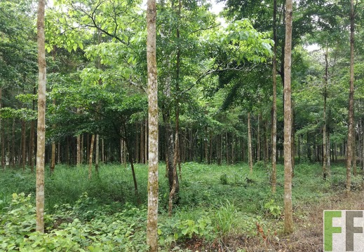 Finca La Relojera IV 2018