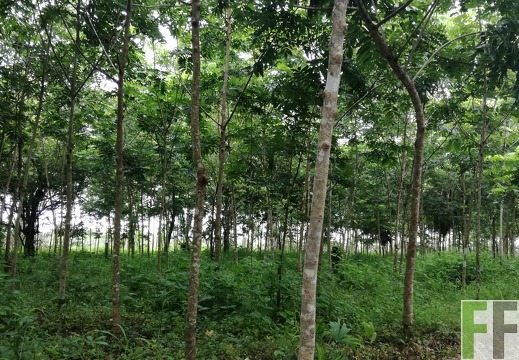 Finca La Relojera IV 2018