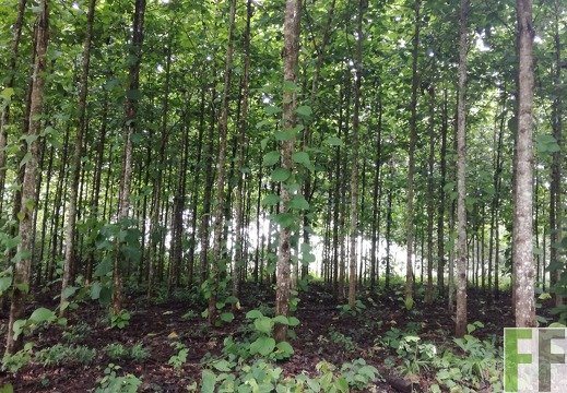 Finca La Relojera IV 2018