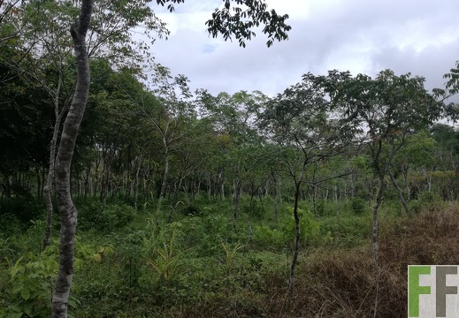 Finca La Relojera III 2018