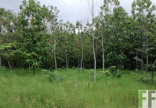 Finca La Relojera III 2018