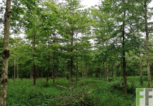 Finca La Relojera III 2018