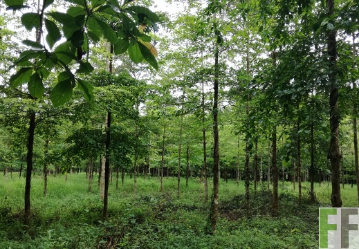 Finca La Relojera III 2018