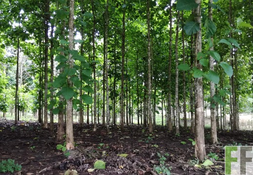 Finca La Relojera III 2018