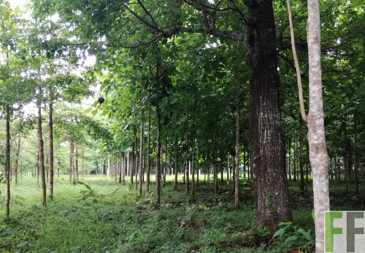 Finca La Relojera III 2018