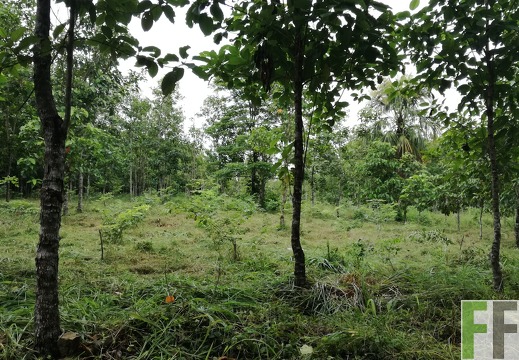 Finca Playa Chuzo 2018