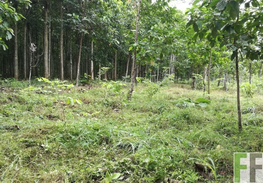 Finca Playa Chuzo 2018