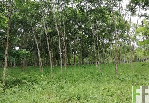 Finca Playa Chuzo 2018