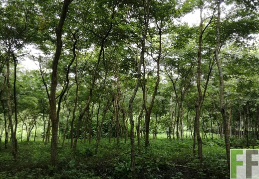 Finca Playa Chuzo 2018