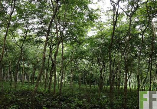 Finca Playa Chuzo 2018