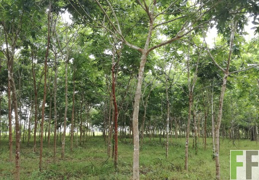 Finca Playa Chuzo 2018