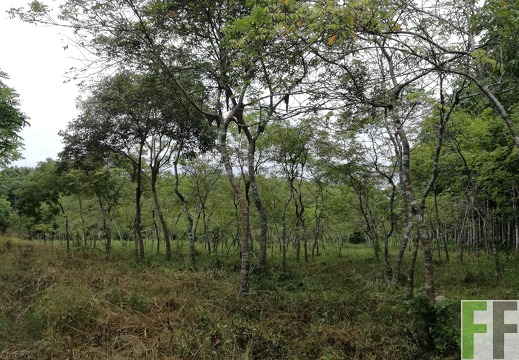 Finca Playa Chuzo 2018