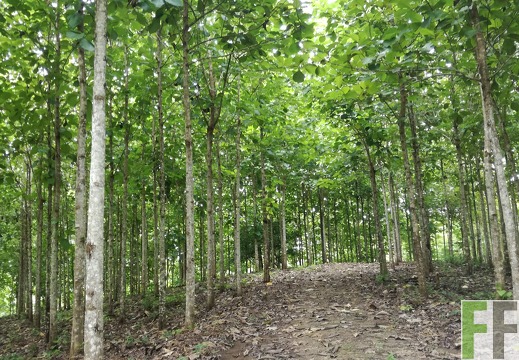 Finca El Javillo 2018