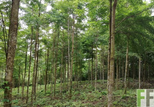 Finca El Javillo 2018