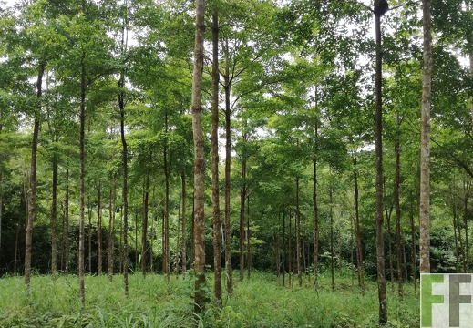 Finca El Javillo 2018