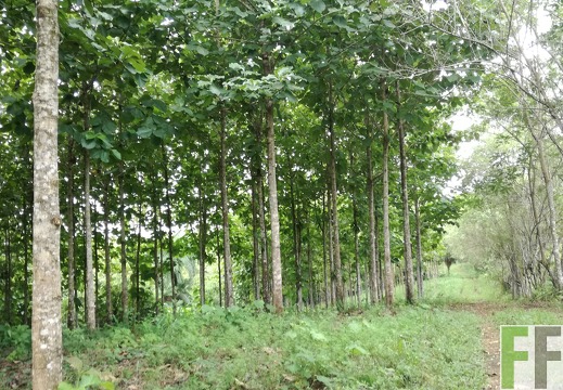 Finca El Javillo 2018