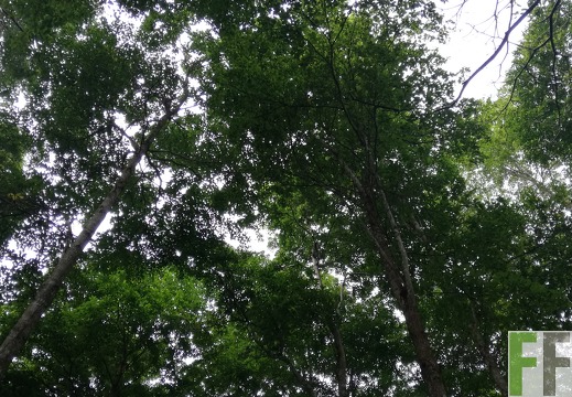 Finca La Colina 2018