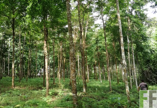 Finca La Colina 2018